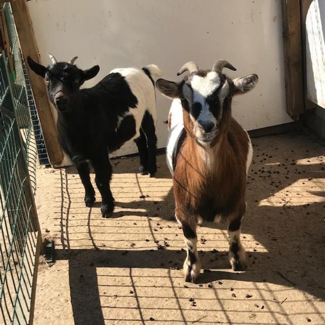 Camping De Warincthun Audinghen Zewnętrze zdjęcie